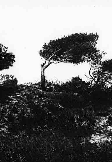 monti